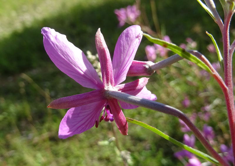 Chamaenerion dodonaei (ex Epilobium dodonaei) - Onograceae